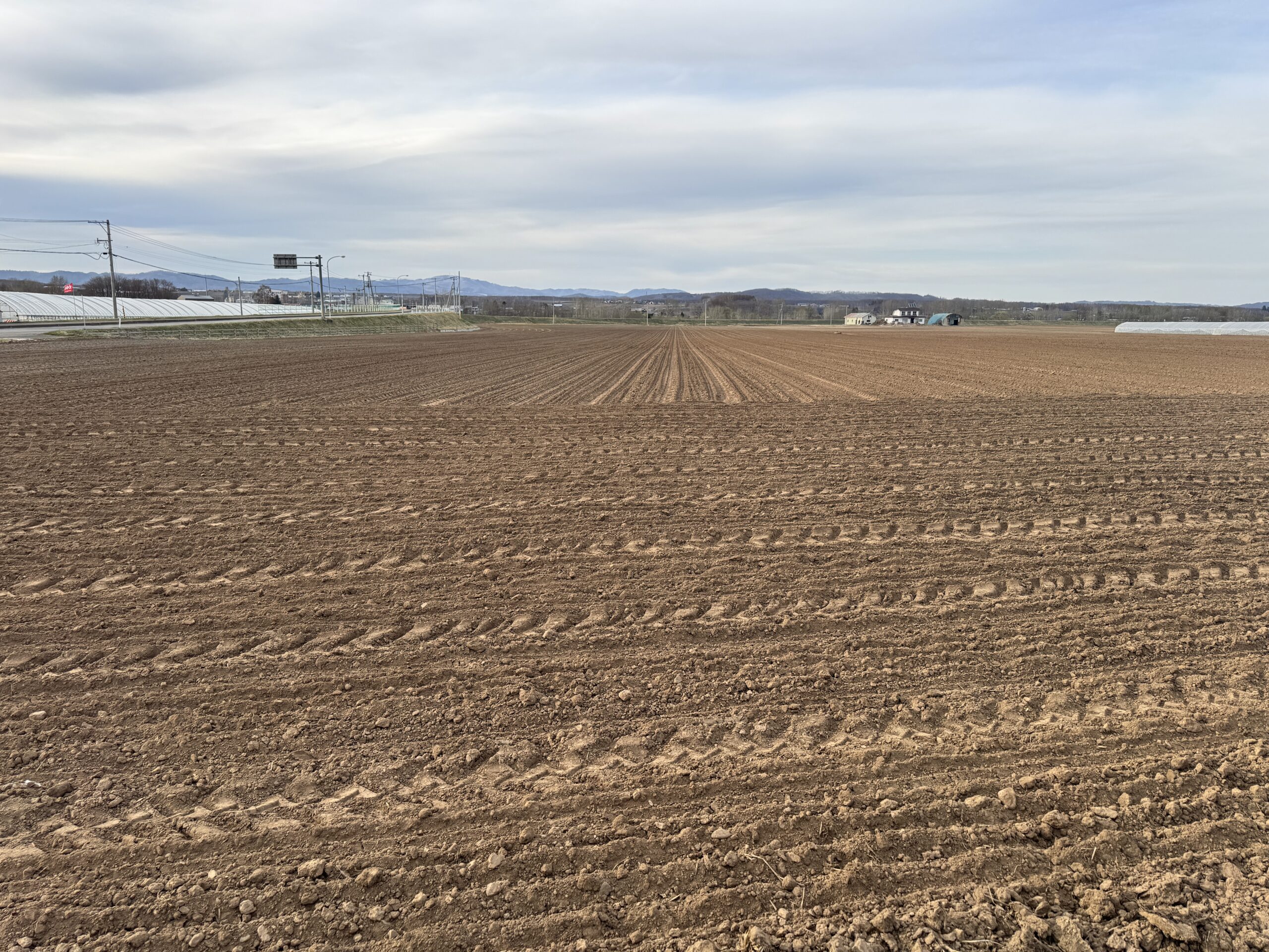 甜菜播種後のほ場全景